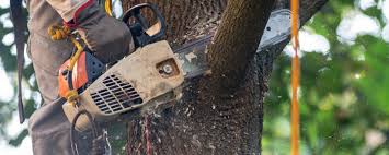 Lawn Pest Prevention in Beeville, TX