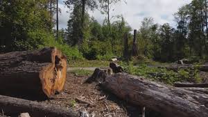Best Emergency Tree Removal  in Beeville, TX