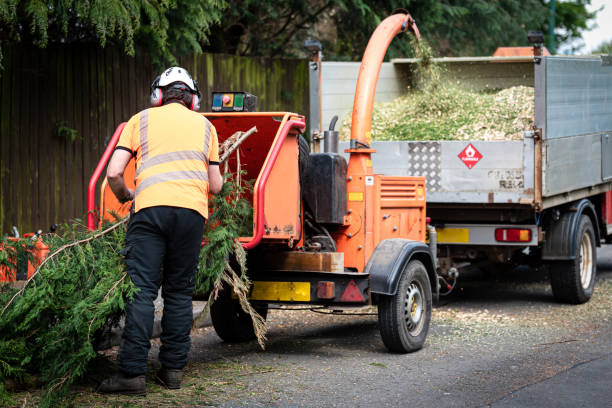 Reliable Beeville, TX Tree Services Solutions