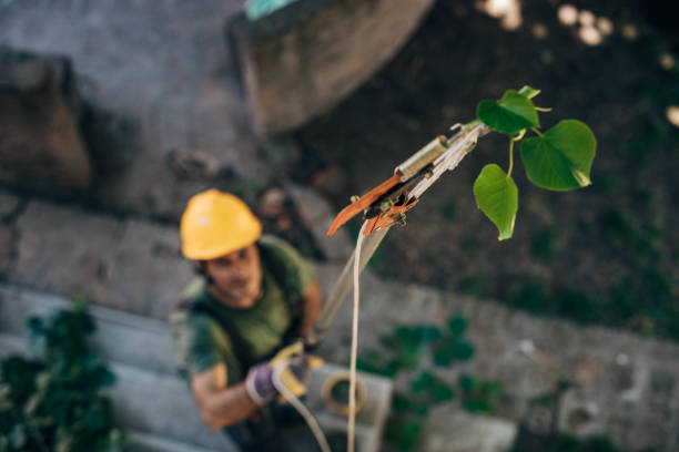 Best Tree Risk Assessment  in Beeville, TX