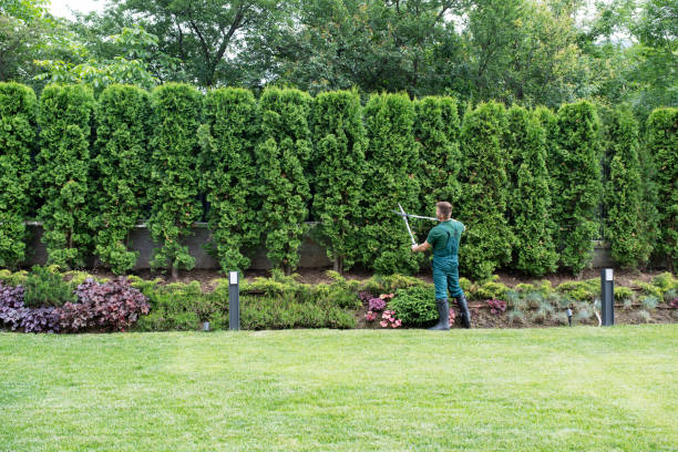 Best Lawn Watering Services  in Beeville, TX
