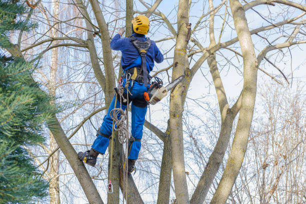 Best Lawn Maintenance Plans  in Beeville, TX