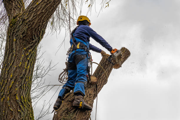 Best Firewood Processing and Delivery  in Beeville, TX