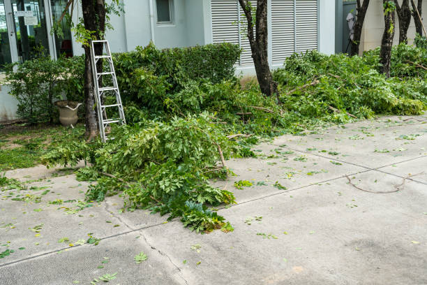 Best Lawn Grading and Leveling  in Beeville, TX