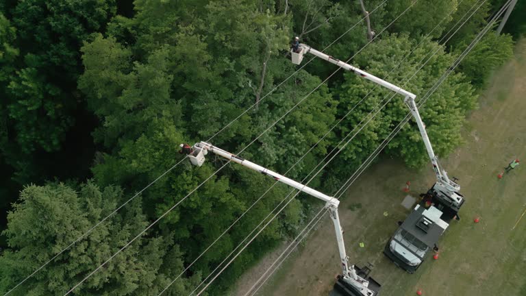Best Tree and Shrub Care  in Beeville, TX