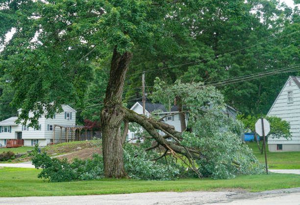  Beeville, TX Tree Services Pros