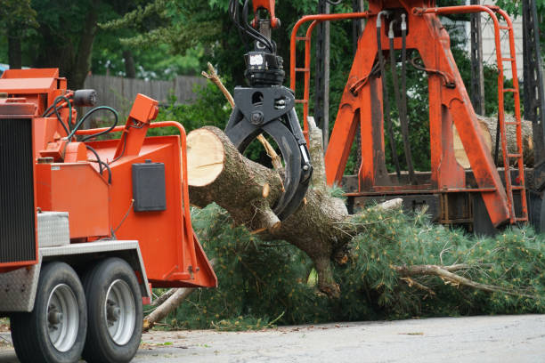 Best Tree Trimming and Pruning  in Beeville, TX