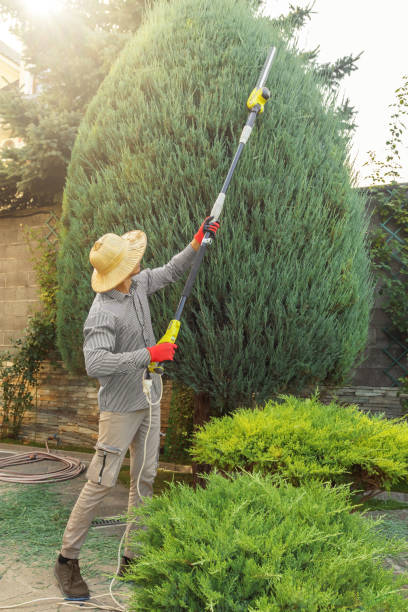 Best Root Management and Removal  in Beeville, TX