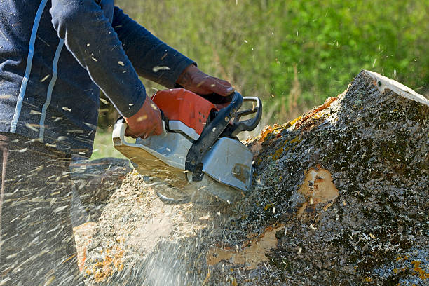 Best Tree Removal  in Beeville, TX