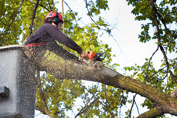 Best Fruit Tree Pruning  in Beeville, TX