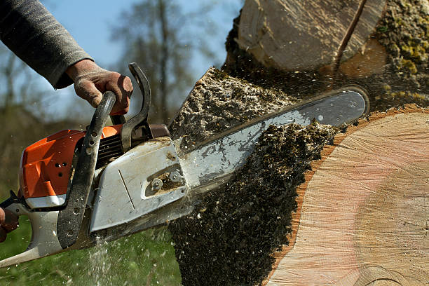 Best Tree Mulching  in Beeville, TX