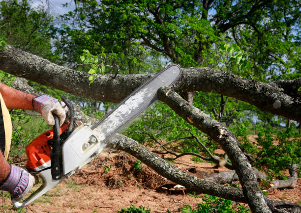 Best Leaf Removal  in Beeville, TX