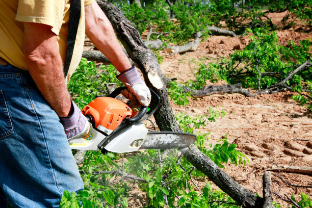 Best Commercial Tree Services  in Beeville, TX